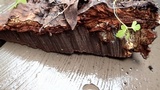 Polyporus annulatus image