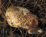 Rhizopogon ochraceorubens image