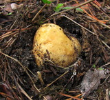 Rhizopogon ochraceorubens image