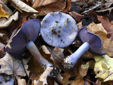 Cortinarius velicopia image