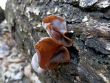 Auricularia angiospermarum image