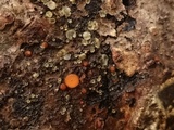 Scutellinia setosa image