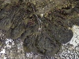 Collema ryssoleum image