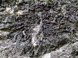 Collema ryssoleum image