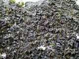 Collema ryssoleum image
