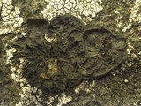 Collema ryssoleum image