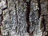 Amandinea punctata image