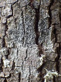 Amandinea punctata image