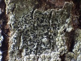 Amandinea punctata image