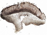 Collema ryssoleum image