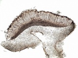 Collema ryssoleum image