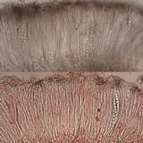 Collema ryssoleum image