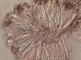 Collema ryssoleum image