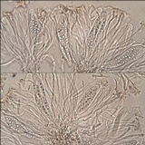 Collema ryssoleum image