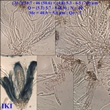 Collema ryssoleum image
