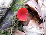 Sarcoscypha austriaca image