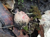 Sarcoscypha austriaca image