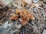 Gyromitra korfii image