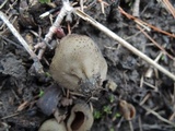 Disciotis venosa image