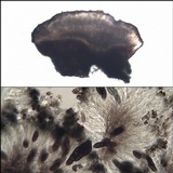 Amandinea punctata image