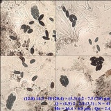 Amandinea punctata image