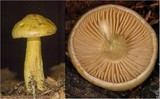 Tricholoma sulphureum image