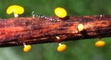 Dicephalospora rufocornea image