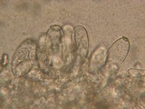 Inocybe chelanensis image
