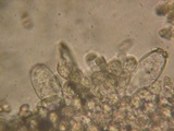 Inocybe chelanensis image