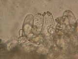 Inocybe chelanensis image