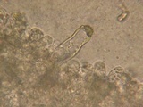 Inocybe chelanensis image