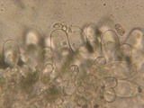 Inocybe chelanensis image