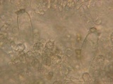 Inocybe chelanensis image