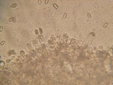 Inocybe chelanensis image