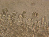 Inocybe chelanensis image