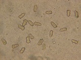 Inocybe chelanensis image