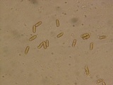 Ramaria coulterae image