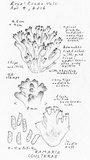 Ramaria coulterae image