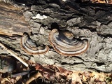 Trametes hirsuta image