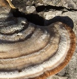 Trametes hirsuta image