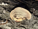 Trametes hirsuta image