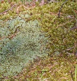 Cladonia apodocarpa image