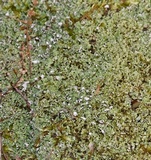 Cladonia apodocarpa image