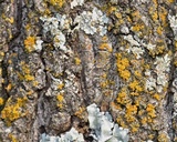 Xanthoria weberi image