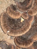 Hexagonia hydnoides image