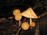 Cookeina tricholoma image