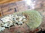 Lecanora strobilina image