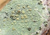 Lecanora strobilina image