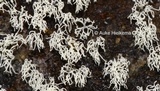 Ceratiomyxa fruticulosa var. fruticulosa image