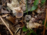 Macrocystidia cucumis image